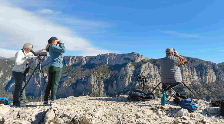Prospection Aigle royal entre naturalistes et sportifs dans le Verdon